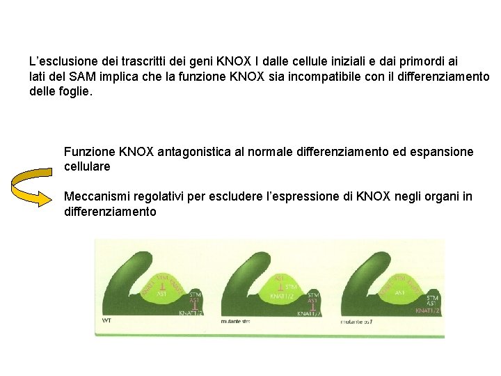 L’esclusione dei trascritti dei geni KNOX I dalle cellule iniziali e dai primordi ai