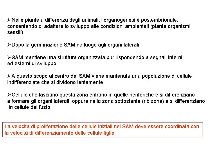 ØNelle piante a differenza degli animali, l’organogenesi è postembrionale, consentendo di adattare lo sviluppo