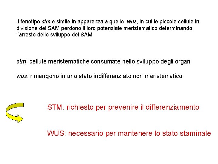 Il fenotipo stm è simile in apparenza a quello wus, in cui le piccole