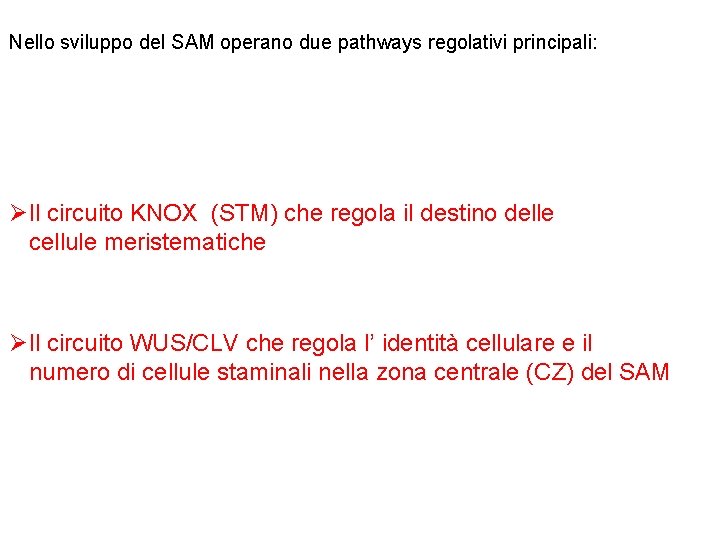 Nello sviluppo del SAM operano due pathways regolativi principali: ØIl circuito KNOX (STM) che