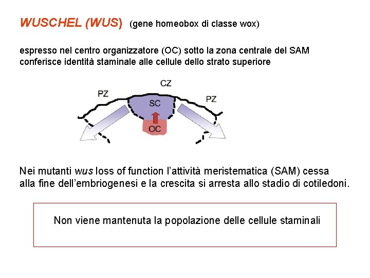 WUSCHEL (WUS) (gene homeobox di classe wox) espresso nel centro organizzatore (OC) sotto la