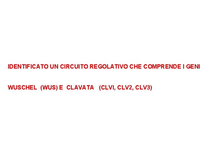 IDENTIFICATO UN CIRCUITO REGOLATIVO CHE COMPRENDE I GENI WUSCHEL (WUS) E CLAVATA (CLVI, CLV