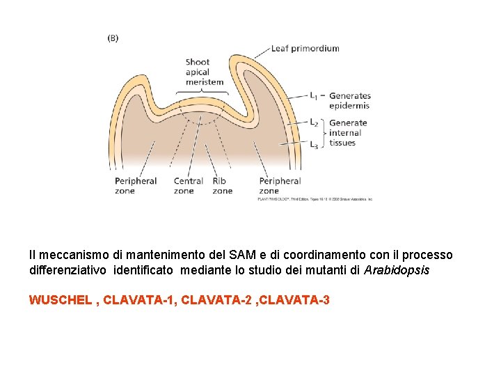 Il meccanismo di mantenimento del SAM e di coordinamento con il processo differenziativo identificato