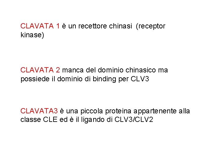 CLAVATA 1 è un recettore chinasi (receptor kinase) CLAVATA 2 manca del dominio chinasico