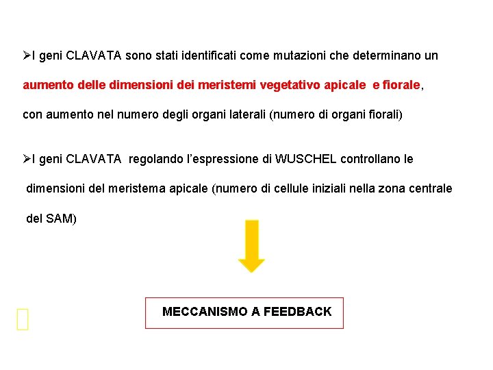 ØI geni CLAVATA sono stati identificati come mutazioni che determinano un aumento delle dimensioni