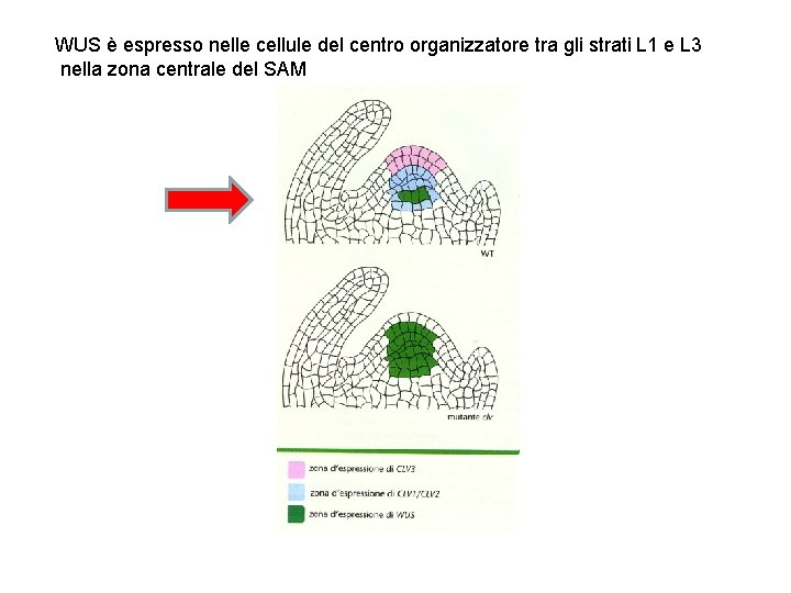 WUS è espresso nelle cellule del centro organizzatore tra gli strati L 1 e
