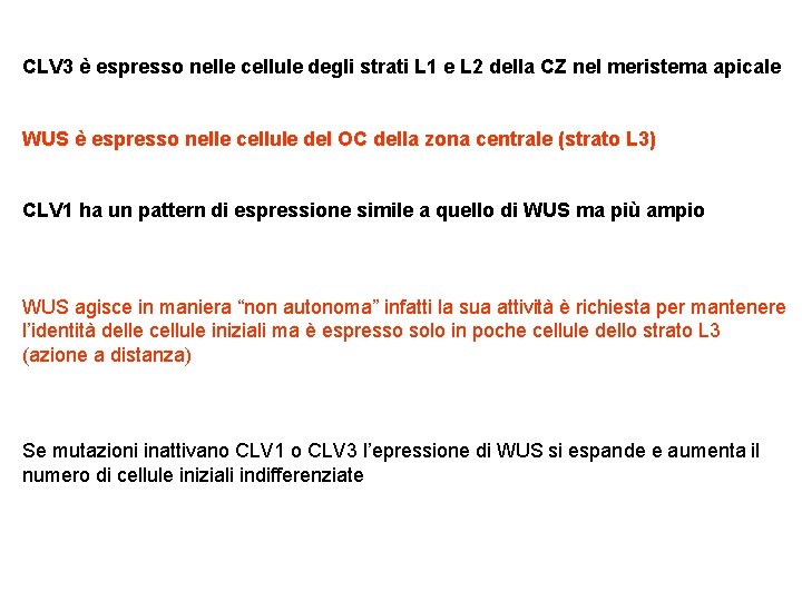 CLV 3 è espresso nelle cellule degli strati L 1 e L 2 della