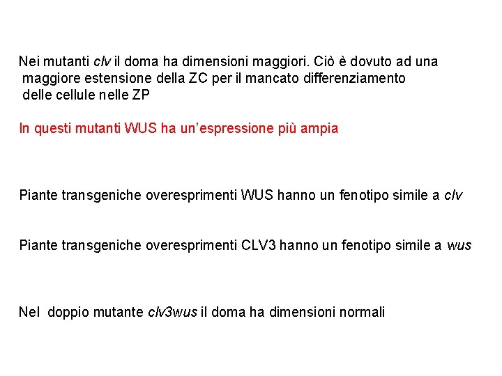 Nei mutanti clv il doma ha dimensioni maggiori. Ciò è dovuto ad una maggiore