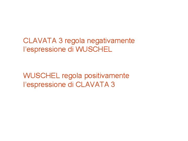 CLAVATA 3 regola negativamente l’espressione di WUSCHEL regola positivamente l’espressione di CLAVATA 3 