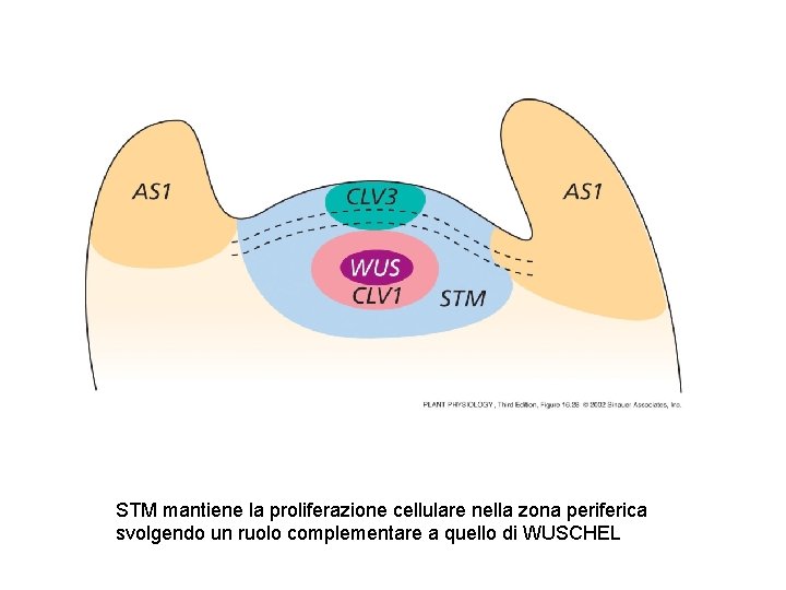 STM mantiene la proliferazione cellulare nella zona periferica svolgendo un ruolo complementare a quello