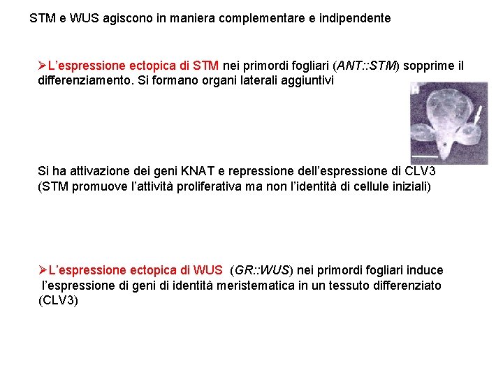 STM e WUS agiscono in maniera complementare e indipendente ØL’espressione ectopica di STM nei