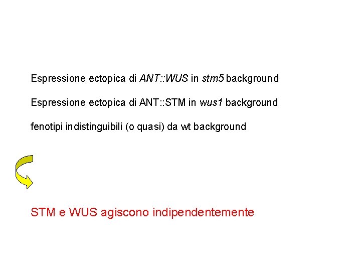 Espressione ectopica di ANT: : WUS in stm 5 background Espressione ectopica di ANT: