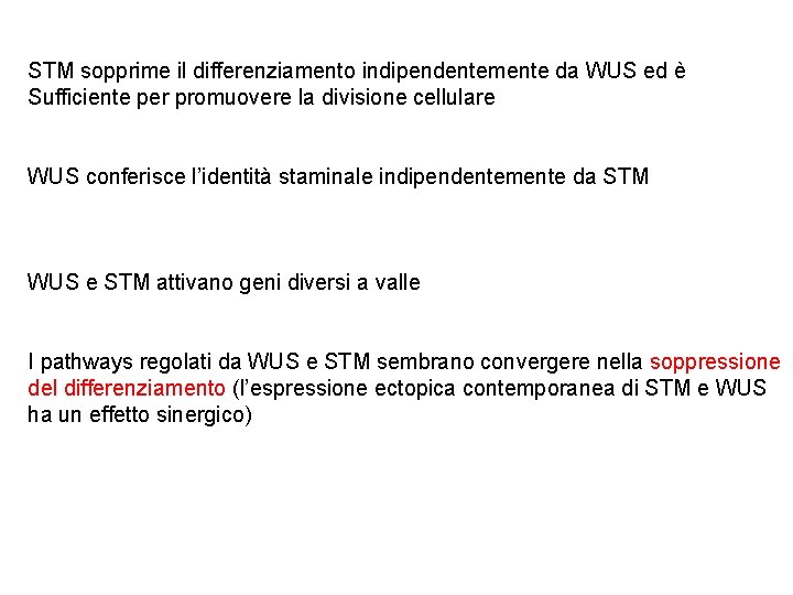 STM sopprime il differenziamento indipendentemente da WUS ed è Sufficiente per promuovere la divisione