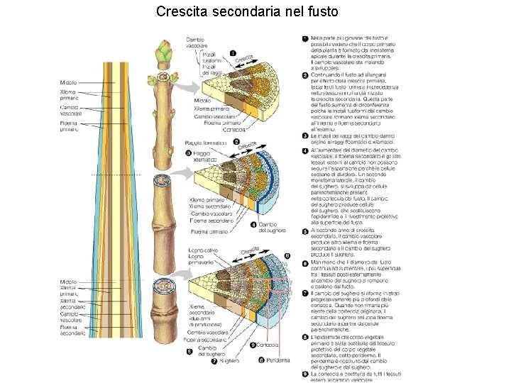 Crescita secondaria nel fusto 