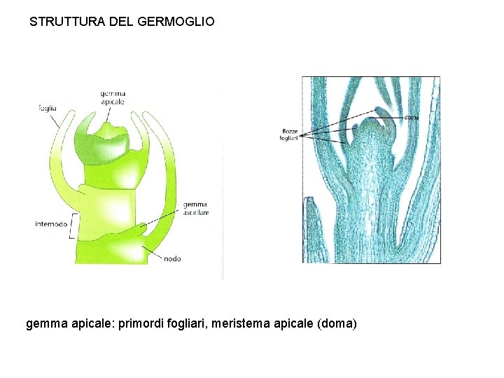 STRUTTURA DEL GERMOGLIO gemma apicale: primordi fogliari, meristema apicale (doma) 