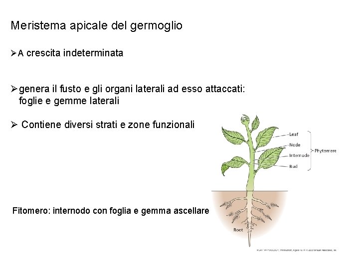 Meristema apicale del germoglio ØA crescita indeterminata Øgenera il fusto e gli organi laterali