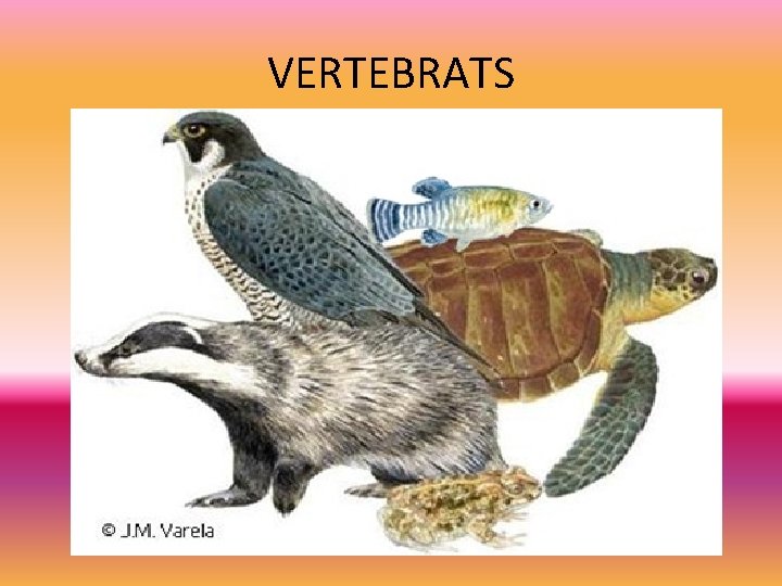 VERTEBRATS 