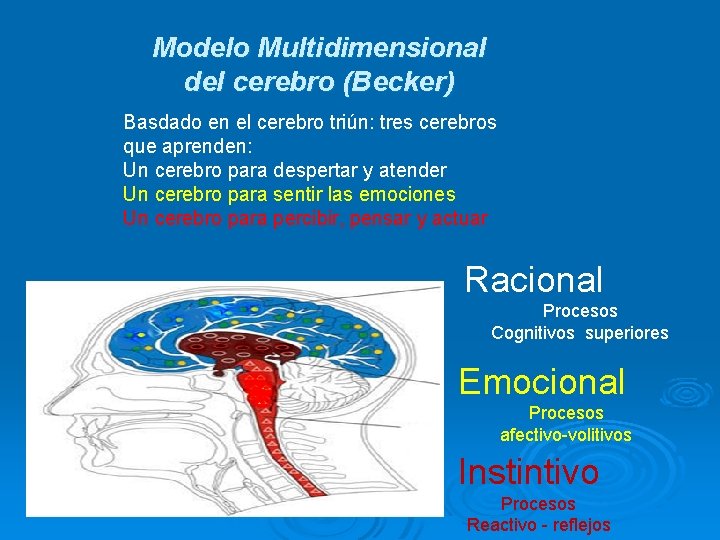 Modelo Multidimensional del cerebro (Becker) Basdado en el cerebro triún: tres cerebros que aprenden: Modelo Multidimensional del cerebro (Becker) Basdado en el cerebro triún: tres cerebros que aprenden: