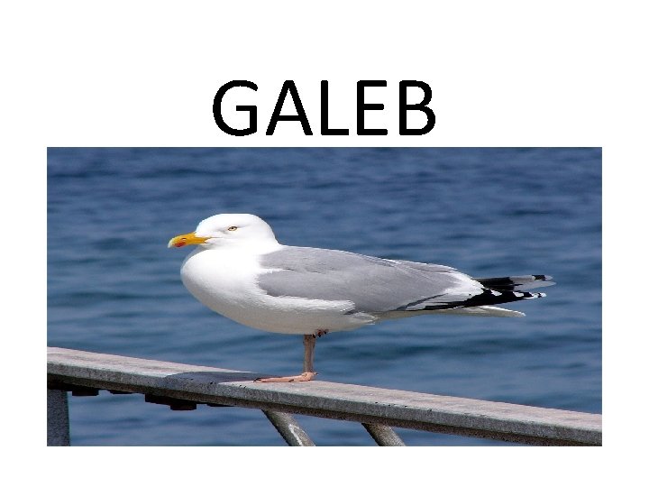 GALEB 