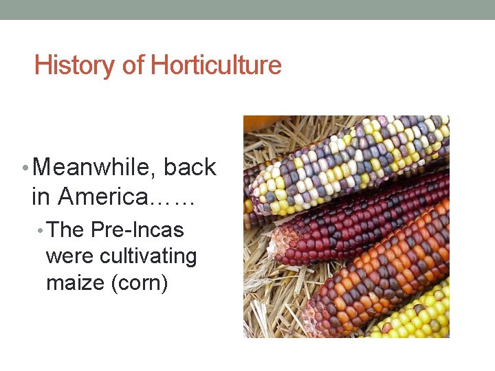 History of Horticulture • Meanwhile, back in America…… • The Pre-Incas were cultivating maize