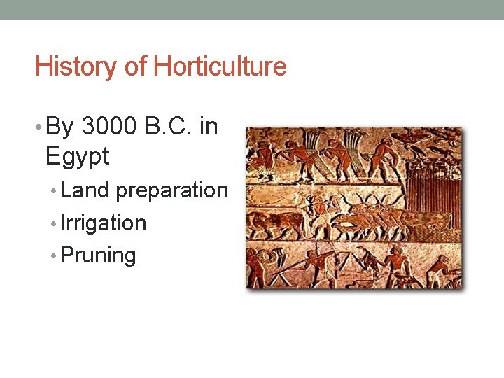 History of Horticulture • By 3000 B. C. in Egypt • Land preparation •