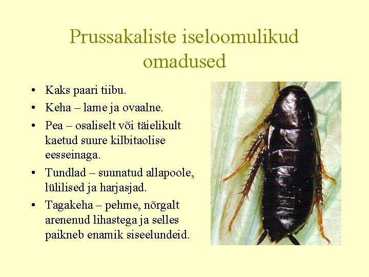 Prussakaliste iseloomulikud omadused • Kaks paari tiibu. • Keha – lame ja ovaalne. •