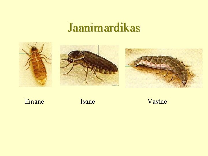Jaanimardikas Emane Isane Vastne 