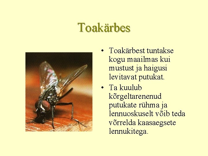 Toakärbes • Toakärbest tuntakse kogu maailmas kui mustust ja haigusi levitavat putukat. • Ta