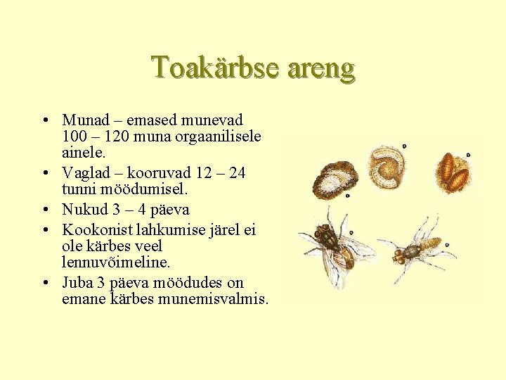 Toakärbse areng • Munad – emased munevad 100 – 120 muna orgaanilisele ainele. •