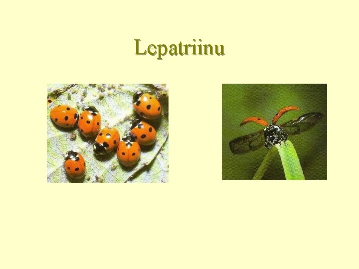 Lepatriinu 