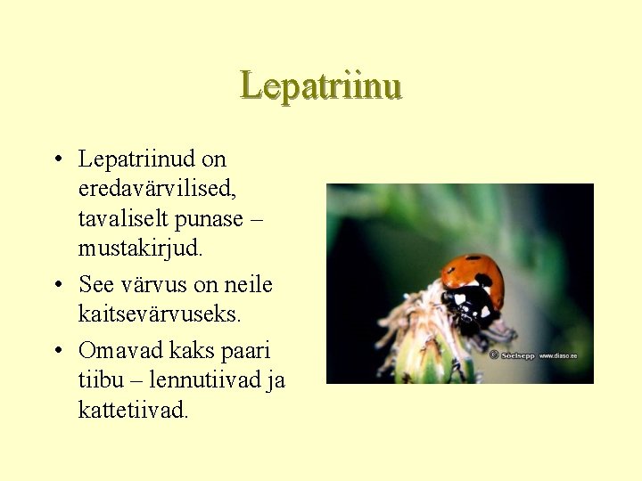 Lepatriinu • Lepatriinud on eredavärvilised, tavaliselt punase – mustakirjud. • See värvus on neile