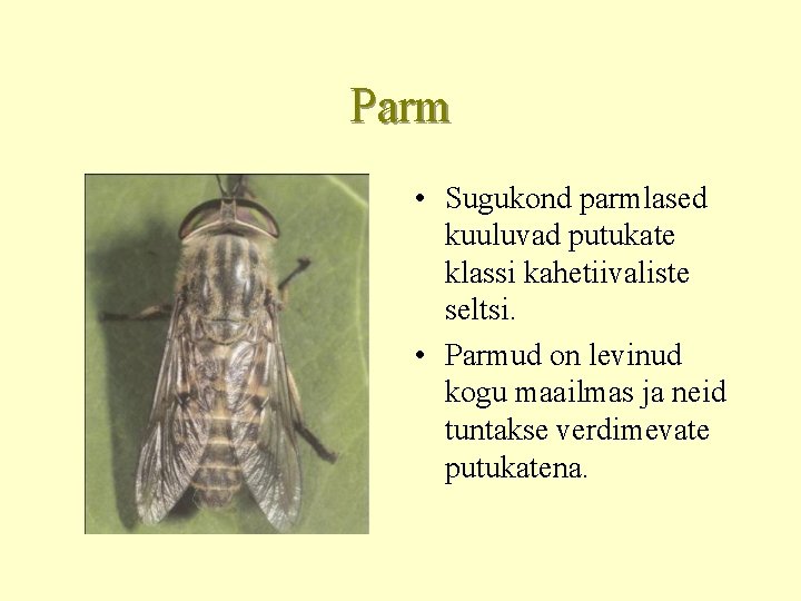 Parm • Sugukond parmlased kuuluvad putukate klassi kahetiivaliste seltsi. • Parmud on levinud kogu