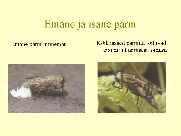 Emane ja isane parm Emane parm munemas. Kõik isased parmud toituvad eranditult taimsest toidust.