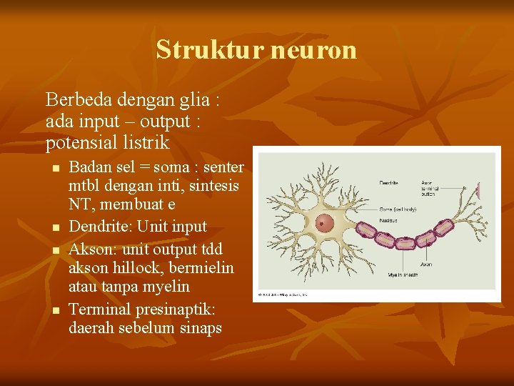 Struktur neuron Berbeda dengan glia : ada input – output : potensial listrik n Struktur neuron Berbeda dengan glia : ada input – output : potensial listrik n