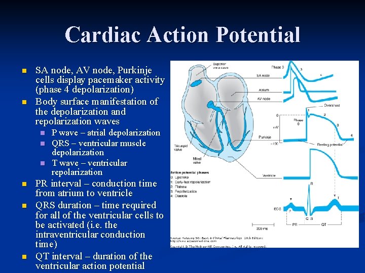 Cardiac Action Potential n n SA node, AV node, Purkinje cells display pacemaker activity