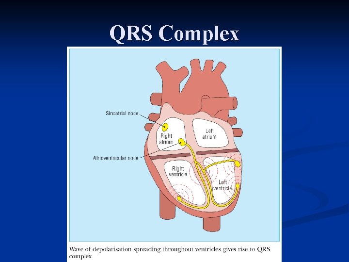QRS Complex 