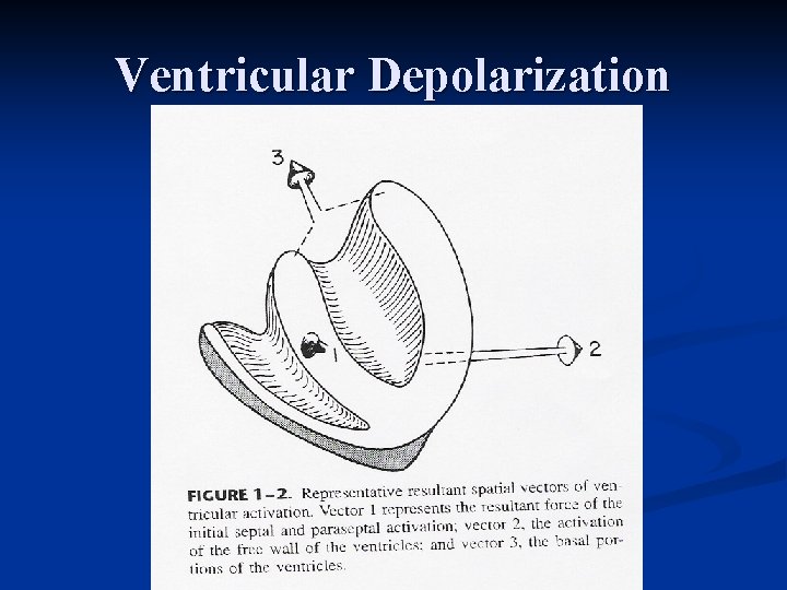 Ventricular Depolarization 