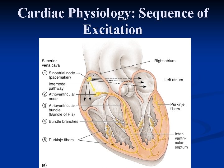 Cardiac Physiology: Sequence of Excitation 