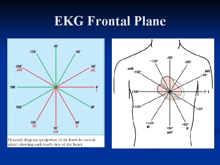 EKG Frontal Plane 
