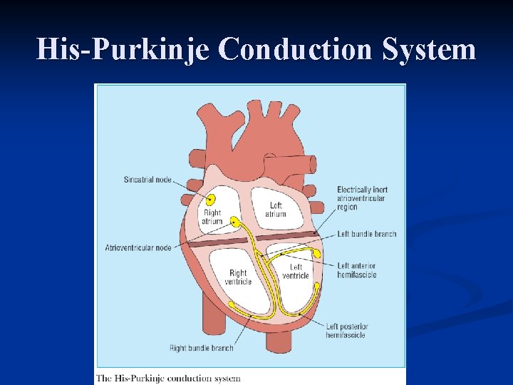 His-Purkinje Conduction System 