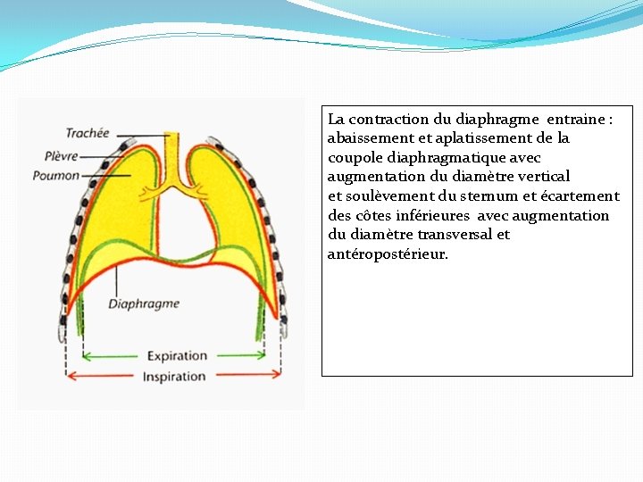 La contraction du diaphragme entraine : abaissement et aplatissement de la coupole diaphragmatique avec La contraction du diaphragme entraine : abaissement et aplatissement de la coupole diaphragmatique avec