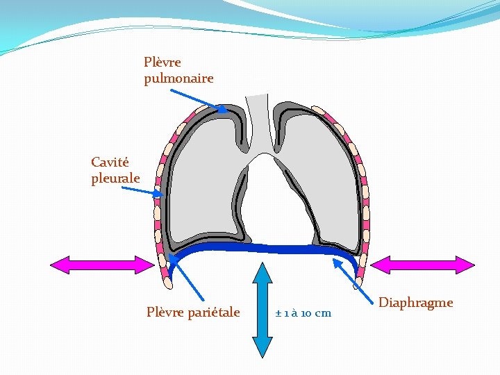 Plèvre pulmonaire Cavité pleurale Plèvre pariétale ± 1 à 10 cm Diaphragme Plèvre pulmonaire Cavité pleurale Plèvre pariétale ± 1 à 10 cm Diaphragme
