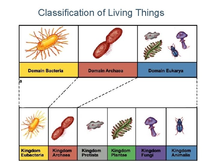 Classification of Living Things 