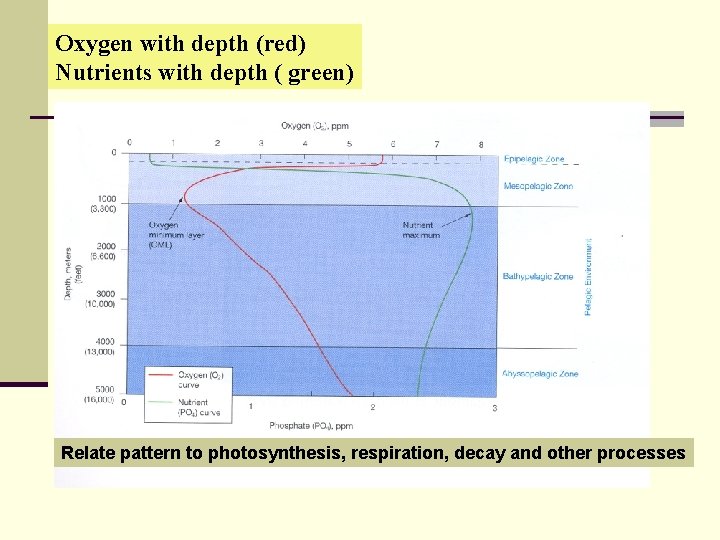 Oxygen with depth (red) Nutrients with depth ( green) Relate pattern to photosynthesis, respiration,