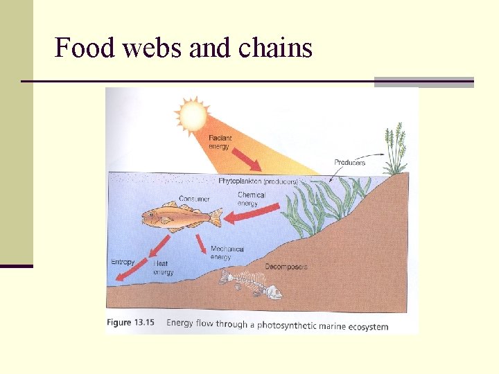 Food webs and chains 