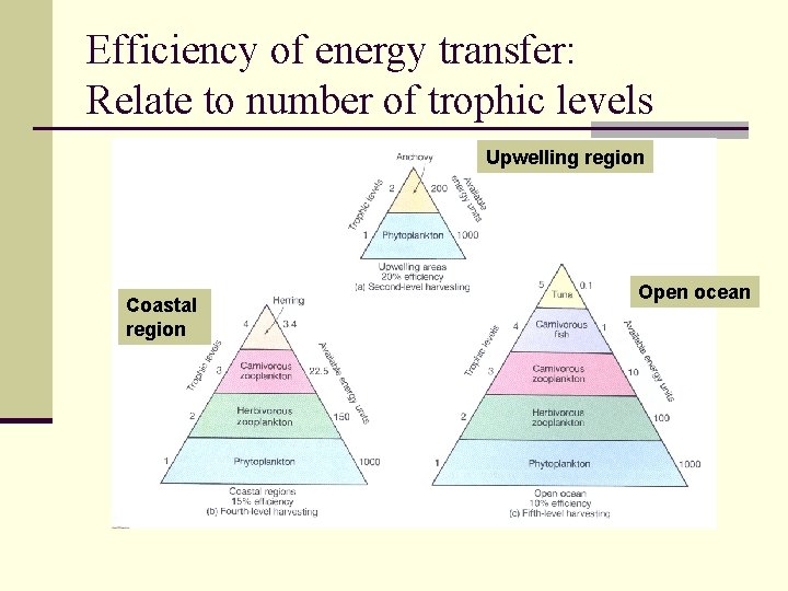Efficiency of energy transfer: Relate to number of trophic levels Upwelling region Coastal region