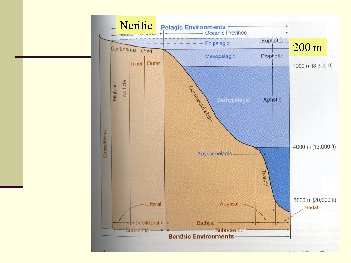 Neritic 200 m 