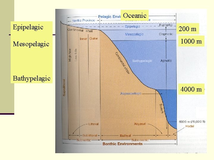 Oceanic Epipelagic 200 m Mesopelagic 1000 m Bathypelagic 4000 m 