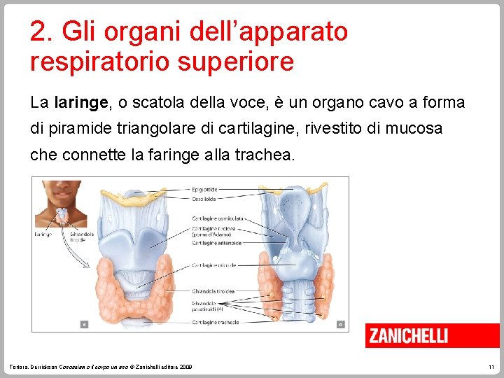 2. Gli organi dell’apparato respiratorio superiore La laringe, o scatola della voce, è un