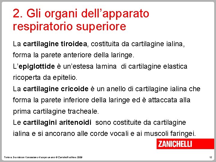 2. Gli organi dell’apparato respiratorio superiore La cartilagine tiroidea, costituita da cartilagine ialina, forma